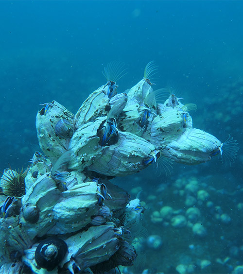Atromegabalanus psittacus luis henriquez