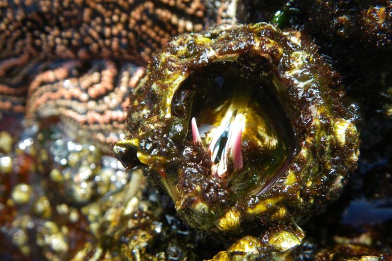 Atromegabalanus psittacus matthew lee