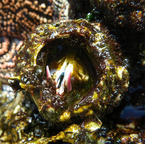 Atromegabalanus psittacus matthew lee