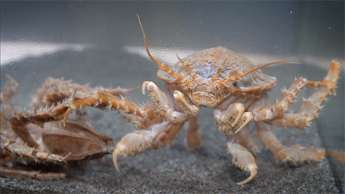 Glyptonotus 1 (alejandro font)