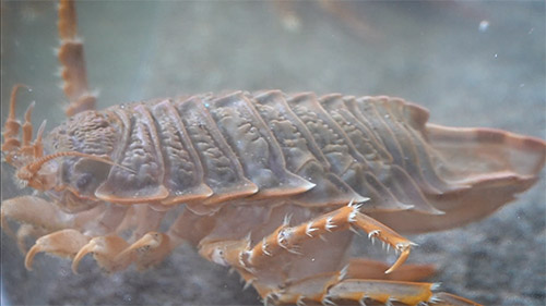 Glyptonotus 2 (alejandro font)