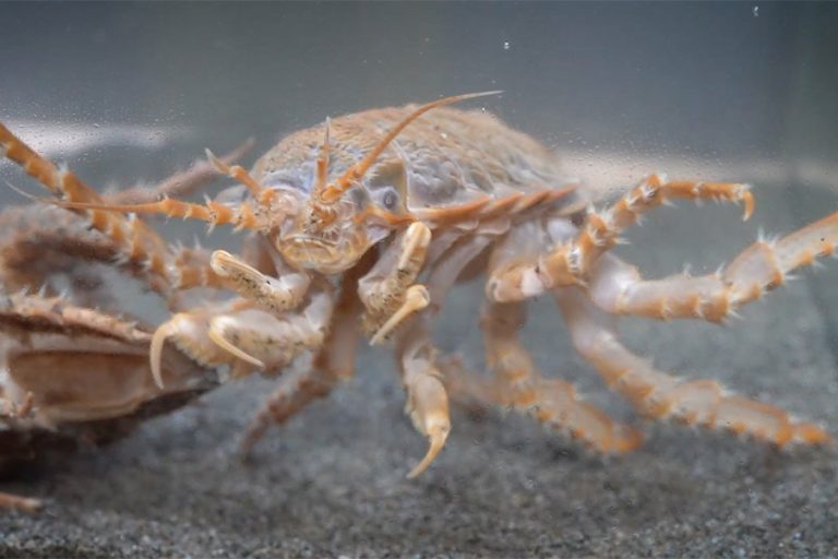 Glyptonotus 3 (alejandro font)