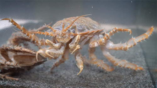 Glyptonotus 3 (alejandro font)