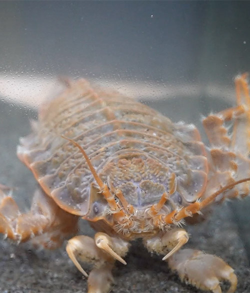 Glyptonotus 4 (alejandro font)