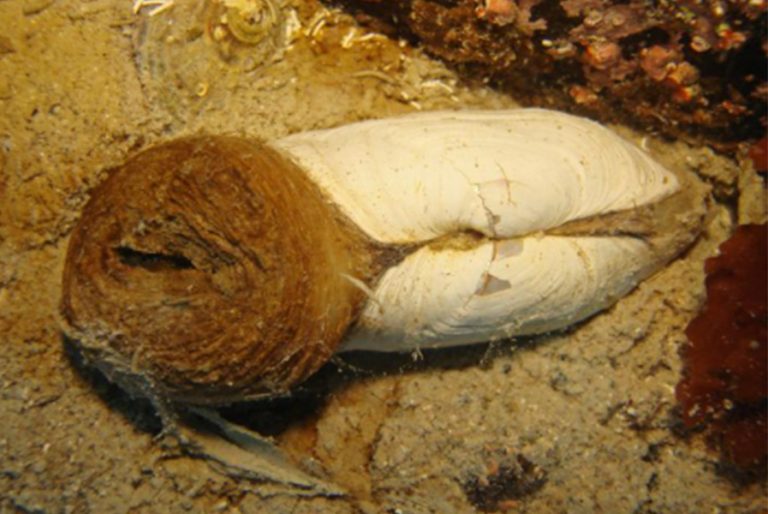 L elliptica1 (alejando font)