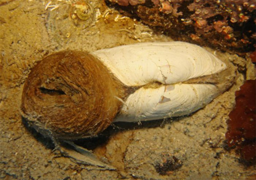 L elliptica1 (alejando font)