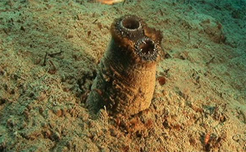 L elliptica3 (alejando font)