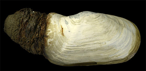 L elliptica4 (alejando font)