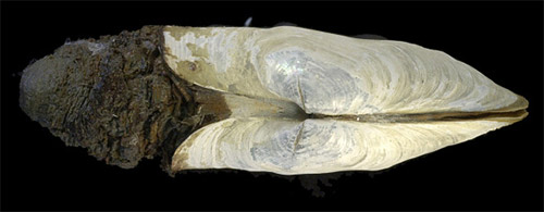 L elliptica5 (alejando font)