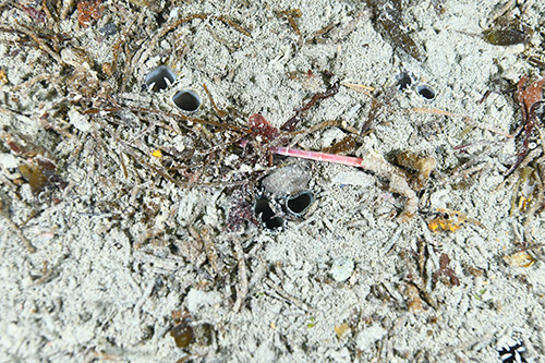 L elliptica6 (alejando font)