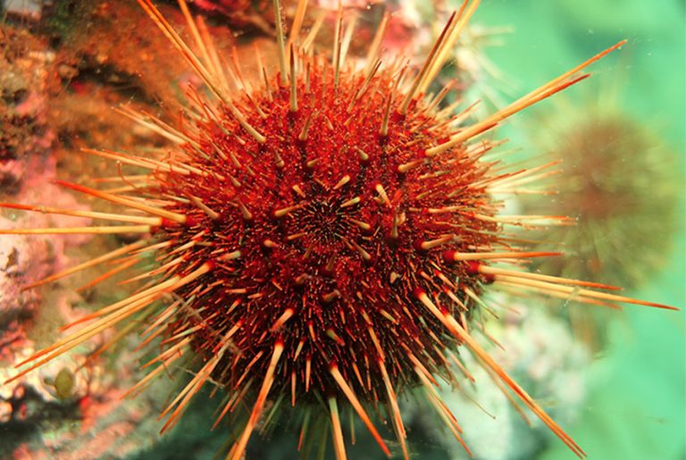 Loxechinus albus luis henríquez