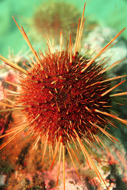 Loxechinus albus luis henríquez