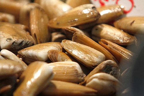 Mesodesma donacium subpesca