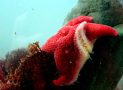 Odontaster validus (r. canales)
