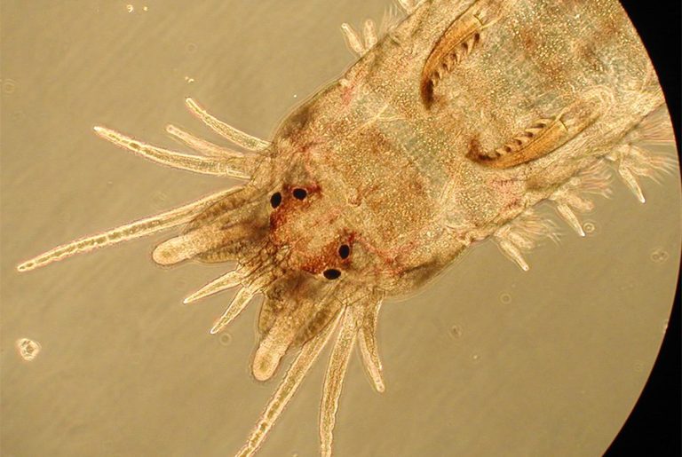 Perinereis gualpensis matthew lee