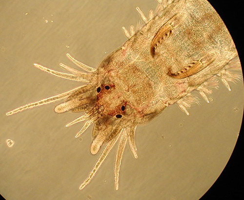 Perinereis gualpensis matthew lee