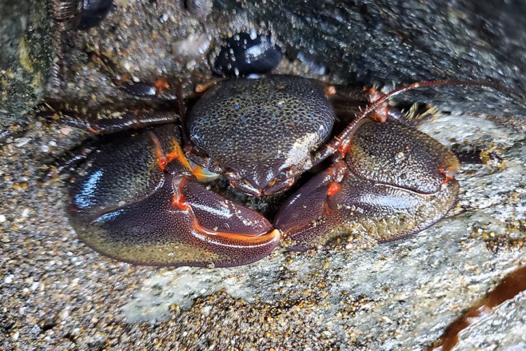 Petrolisthes laevigatus luis miguel pardo