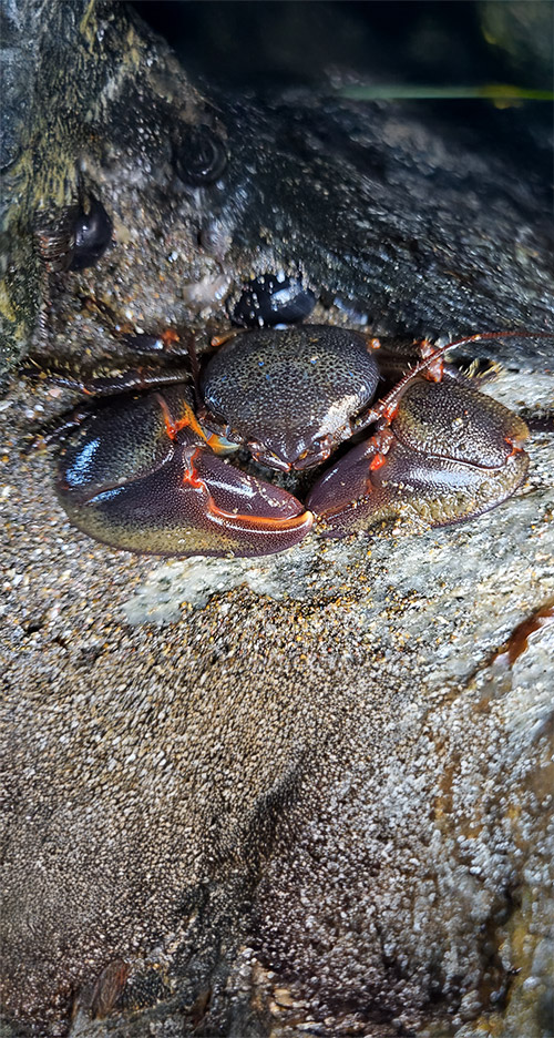 Petrolisthes laevigatus luis miguel pardo