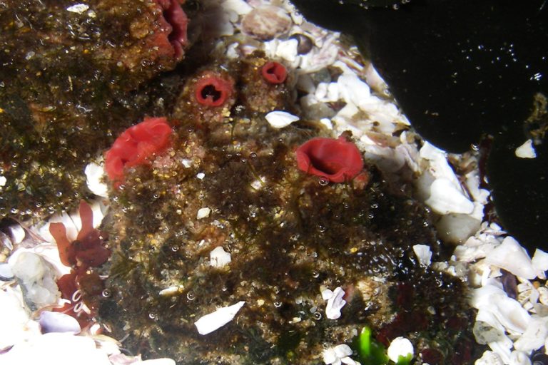 Pyura chilensis matthew lee