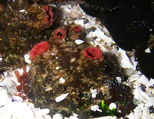 Pyura chilensis matthew lee