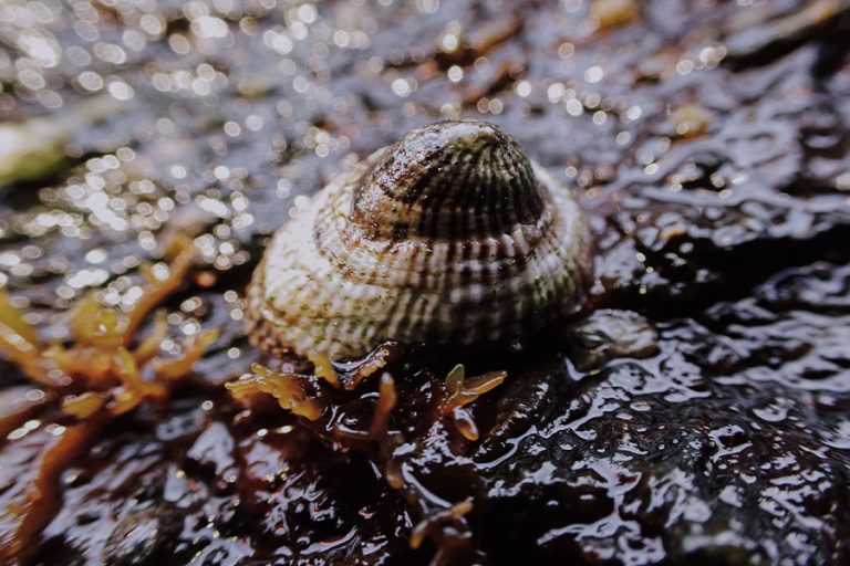 Siphonaria lessoni eliseo fica