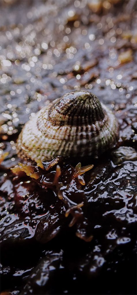 Siphonaria lessoni eliseo fica