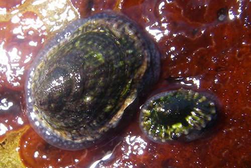 Siphonaria lessoni matthew lee