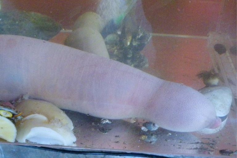 Urechis chilensis matthew lee