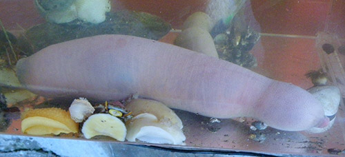 Urechis chilensis matthew lee