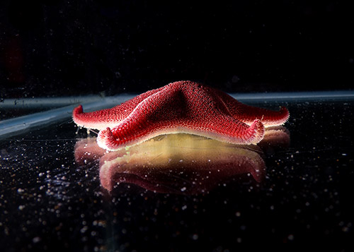 Odontaster 1 (alejandro font)