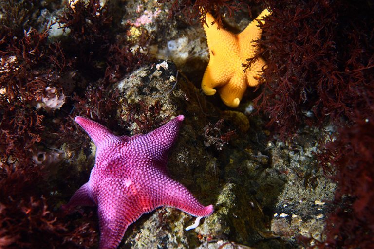 Odontaster 3 (alejandro font)